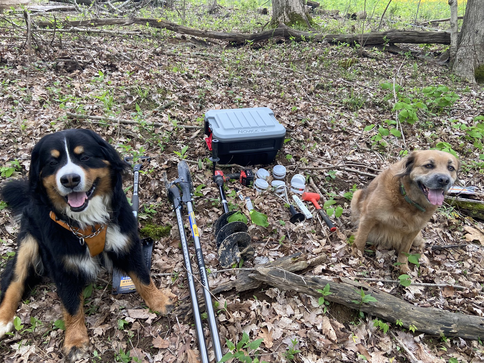 Novick Lab Team with Dogs